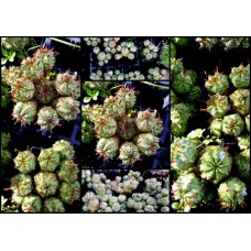 Euphorbia monstrose x 1 Plants Hardy succulent plants Not Cactus Cacti Succulents Montrose Hardy Patio Rockery Balcony  Pot